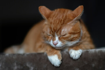 Portrait of a red & white cat on a fur blanket in the studio.