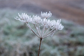 Frost coating plants on a misty winter day