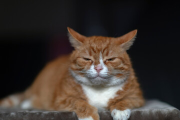 Portrait of a red & white cat on a fur blanket in the studio.