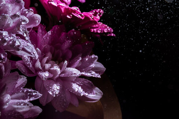 Banner with beautiful bouquet of chrysanthemum under water drops spray on black background with copy space. Business card of online shop delivery service. Funeral flower. Day of Remembrance. Darkness