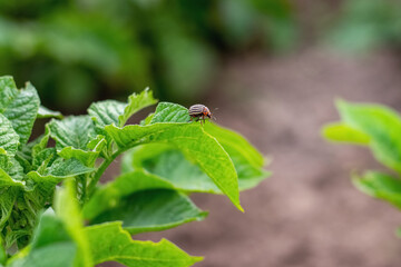 Colorado potato beetle on a green potato leaf, plant pests