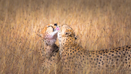 Beautiful view of a couple cheetah licking each other in Maasai Mara Kenya, Tanzania © David Hernandez Valle/Wirestock