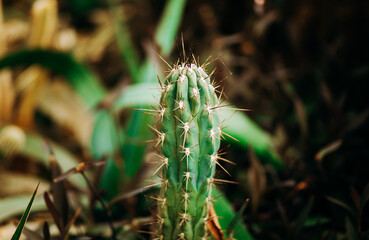 Green cactus of various shapes in the greenhouse