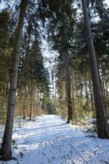 dans la forêt en hiver