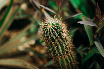 Green cactus of various shapes in the greenhouse
