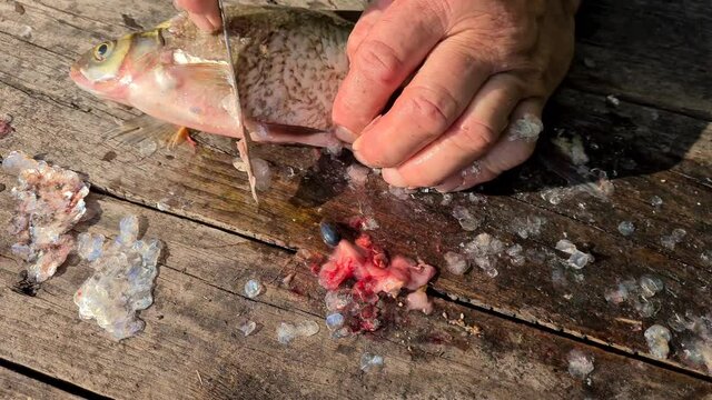 Man removes fish guts. Preparing the fish for frying
