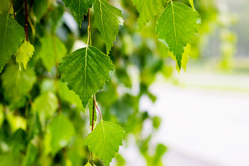 Green birch leaves on a light blurred background