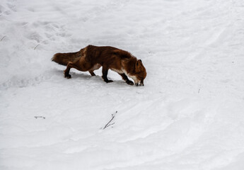 young red fox in a snowy forest close-up plays in the snow 