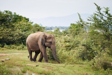 Fototapeta na wymiar Elephant in the wild against green landscape. Wildlife animals in Sri Lanka.