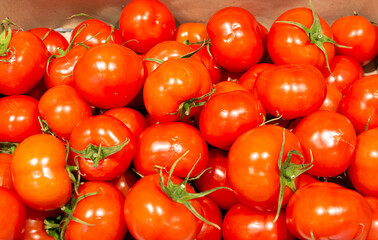 many juicy red tomatoes close-up
