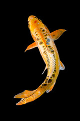 Koi fish Carp fishs moving in the pond black background