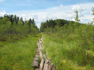 Fototapeta premium footpath from the boards in the middle of the swamp to the forest