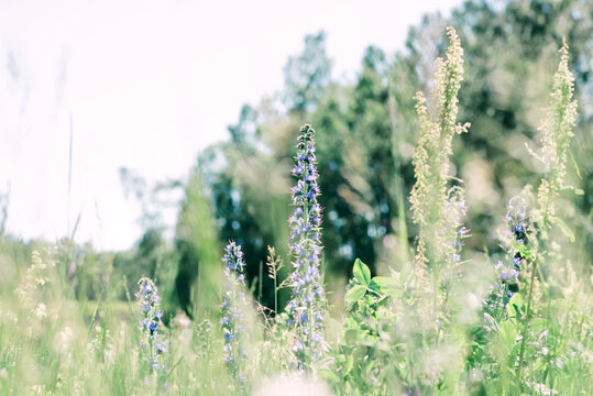 wild purple flowers in a field of green in summer
