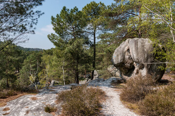 Fototapeta na wymiar A tooth shaped boulder in Fontainebleau, France