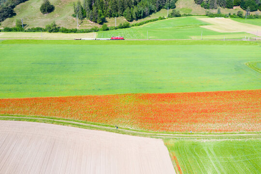 Train along farmland and fields of poppies, Bonaduz, Switzerland