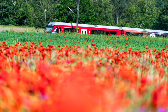Red train along fields of poppies, Bonaduz, Switzerland