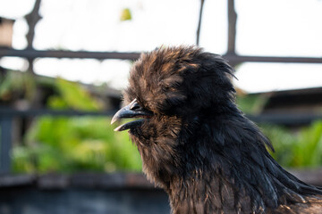A selective focus shot of a black silkie chicken in a blurred bokeh background.