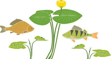 Blooming water-lily plant with green leaves and freshwater fishes (perch and carp) isolated on white background