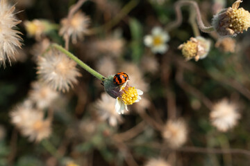 macro photo of a ladybug on a wild flower