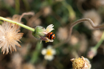 macro photo of a ladybug on a wild flower