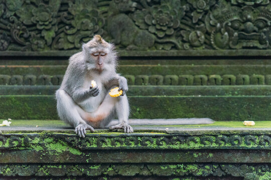 Balinese monkey eating lunch