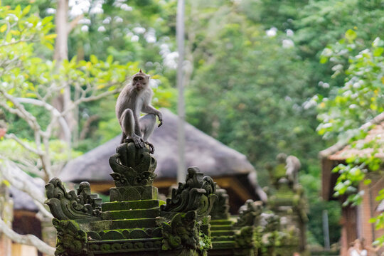 Balinese monkey siting on top of the fence