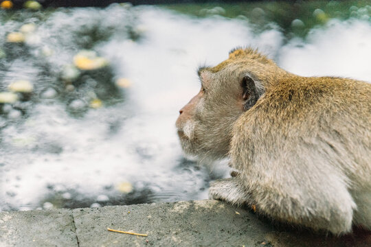 Monkey is in deep thoughts looking at water