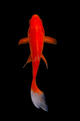 Koi fish Carp fishs moving in the pond black background