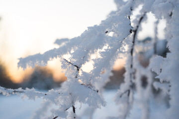 Obraz premium Winter. Snow. Sky.