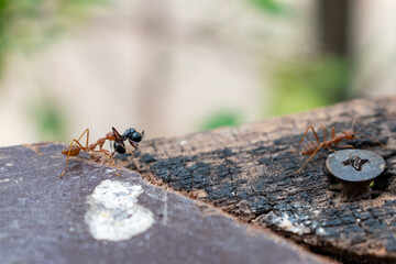 
Red ants bite their prey close-up picture