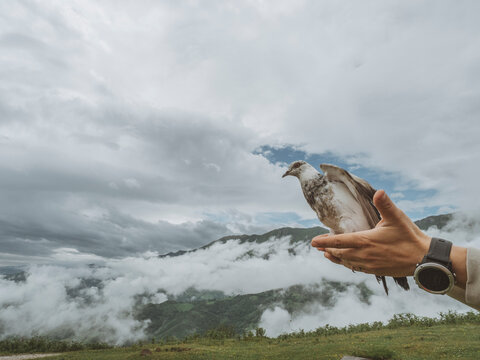 Portrait of pigeon between the hands of a man with clock about to take