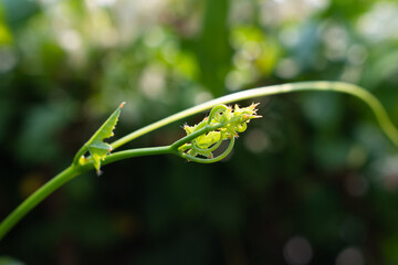Beautiful top gourd, Ivy gourd on nature wall, Natural vegetables.