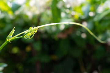 Beautiful top gourd, Ivy gourd on nature wall, Natural vegetables.