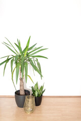 White Wall Interior Design With Plants In Pots