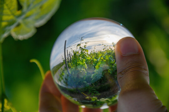 Vineyards captured in glass ball