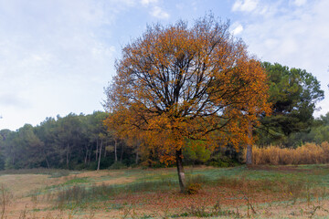 arbol en otoño
