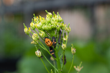 Worms and insects cling to Chinese cabbage flowers