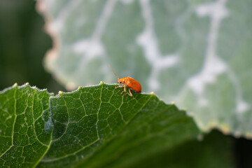 Macro photo of two orange ladybugs on a green leaf. Selective focus.