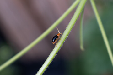 Macro photo of two orange ladybugs on a green leaf. Selective focus.