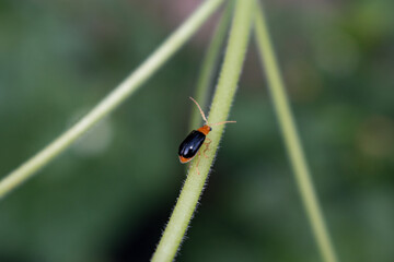 Macro photo of two orange ladybugs on a green leaf. Selective focus.