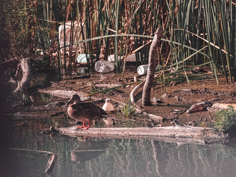 Duck on a log in the cane field of a river surrounded by garbage