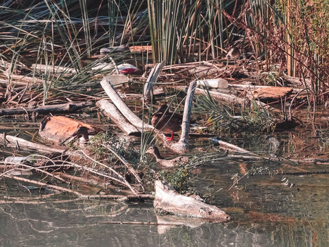 Duck on a log in the cane field of a river surrounded by garbage