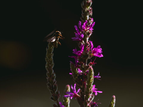 Hornet flying over a plant to eat the nectar and pollinate it