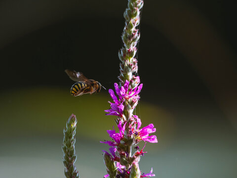 Hornet flying over a plant to eat the nectar and pollinate it