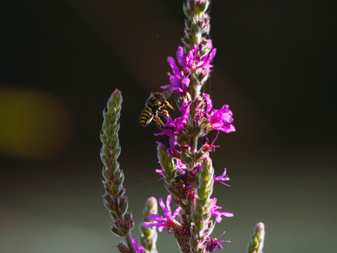 Hornet flying over a plant to eat the nectar and pollinate it