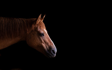 Red dun horse profile image