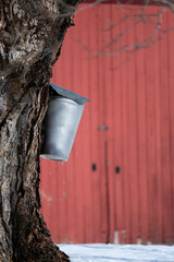 Old Metal Bucket Collecting Sap from Maple Tree