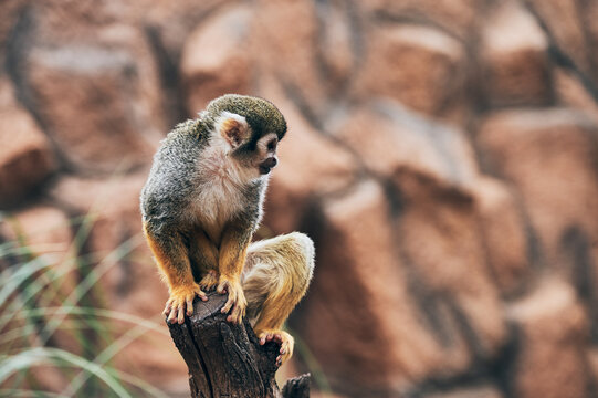 Cute monkey sitting on stump