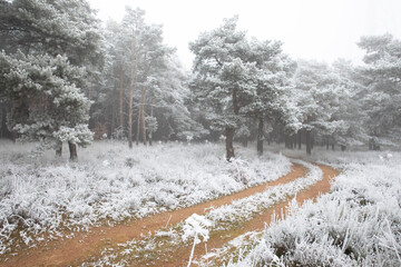 Icy forest at morning in winter