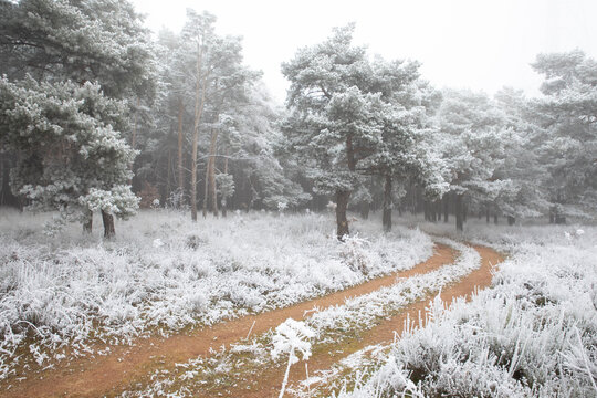 Icy forest at morning in winter